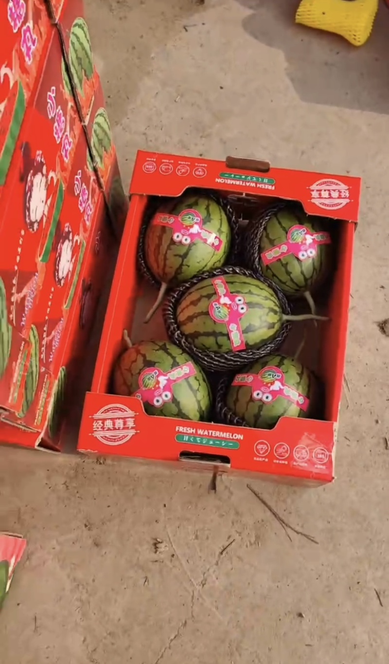【推荐】2K西瓜小糖丸奶油吊瓜产地直发