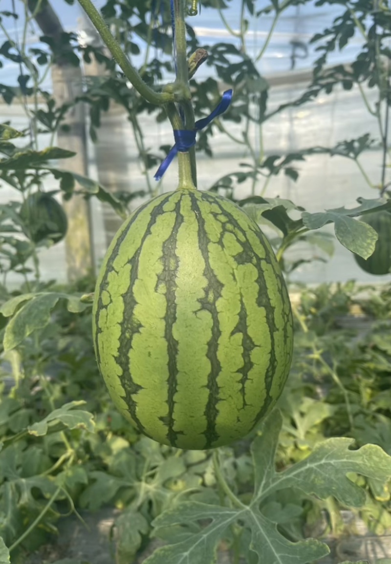 【推荐】2K西瓜小糖丸奶油吊瓜产地直发