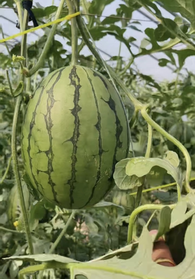 【推荐】2K西瓜小糖丸奶油吊瓜产地直发