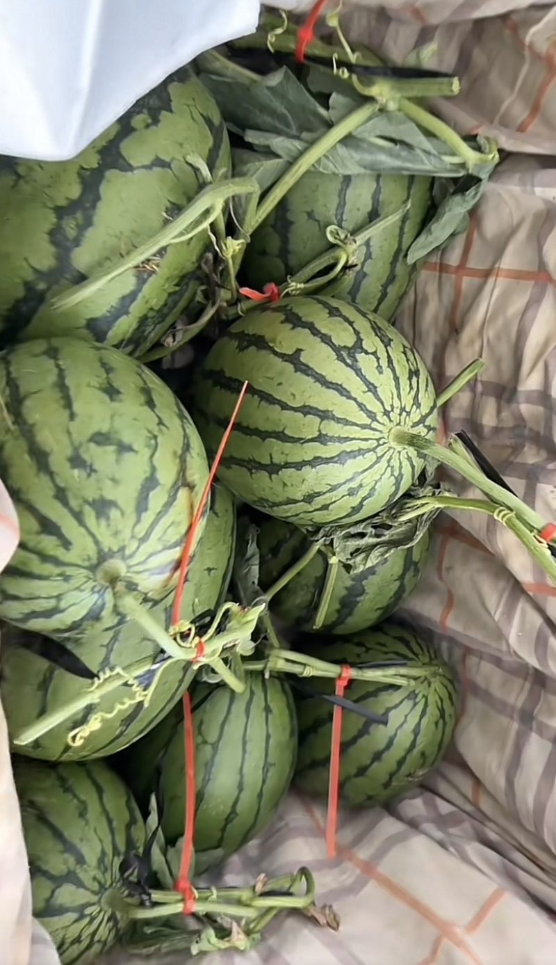 【推荐】2K西瓜小糖丸奶油吊瓜产地直发