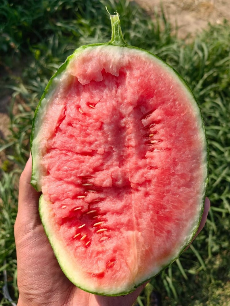 【推荐】2K西瓜小糖丸奶油吊瓜产地直发