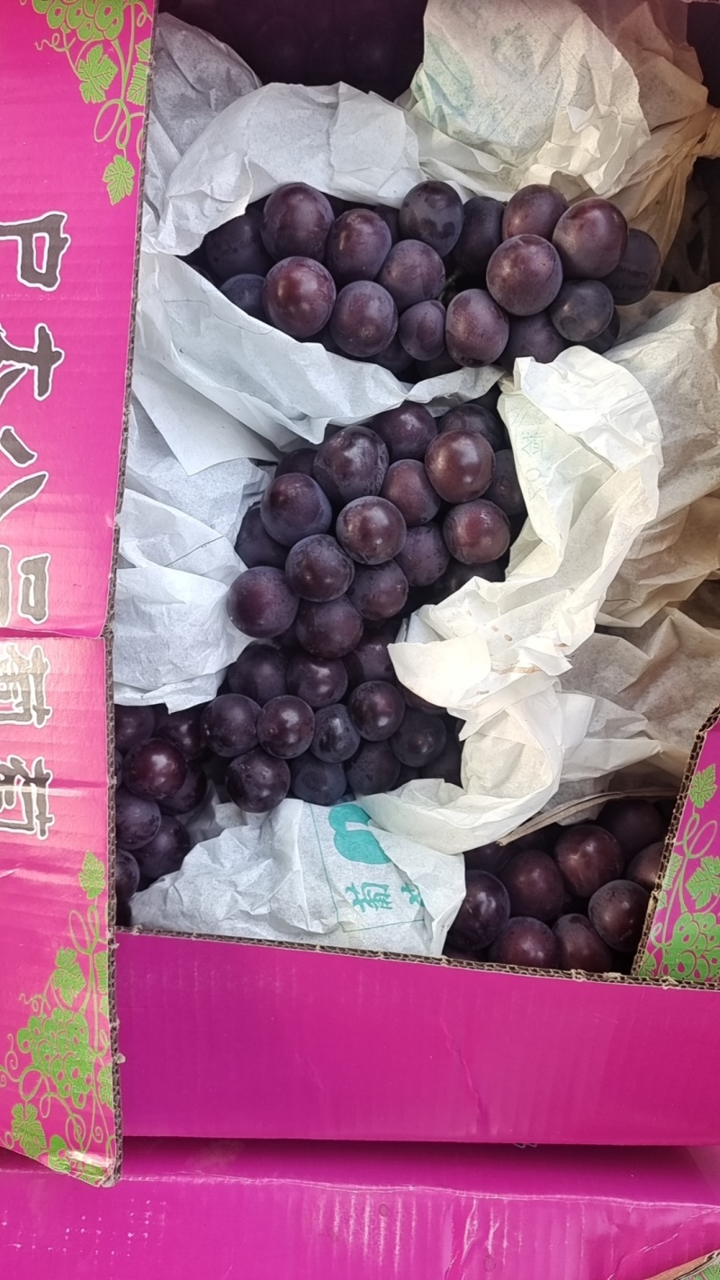 户太
