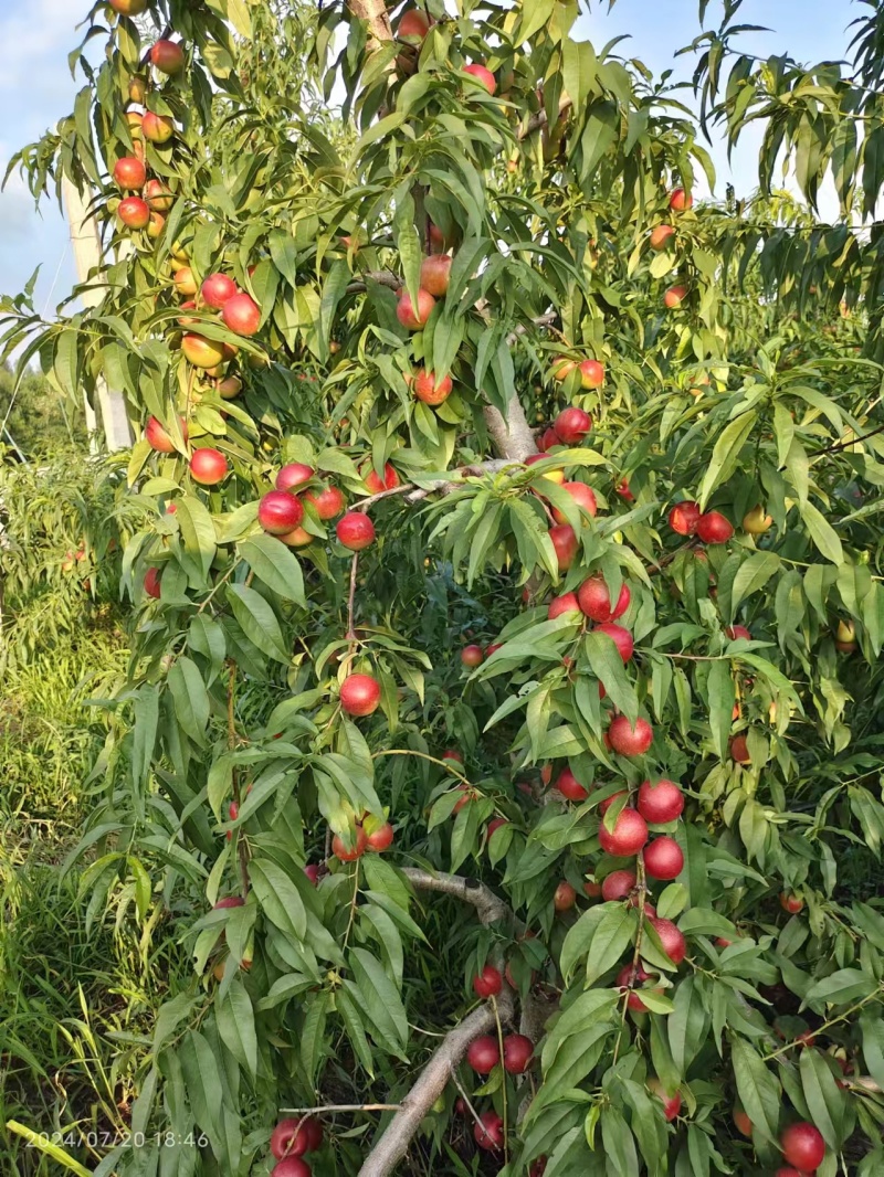 珍珠油桃