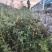 贵州刺梨，鲜果，营养之源，健康之选，品质生活的必备佳品
