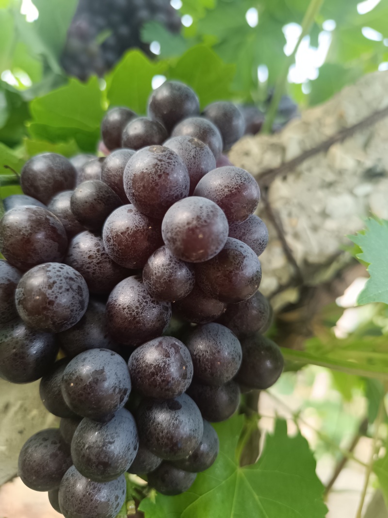 无籽玫瑰香葡萄充份成熟，大量上市！货源充足