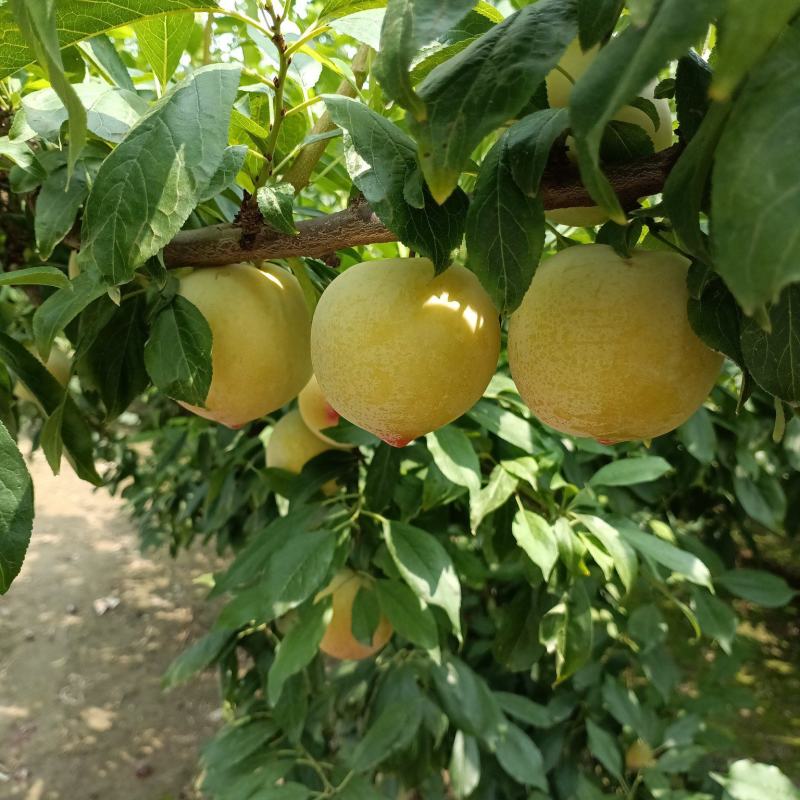 今秋红，大量现货