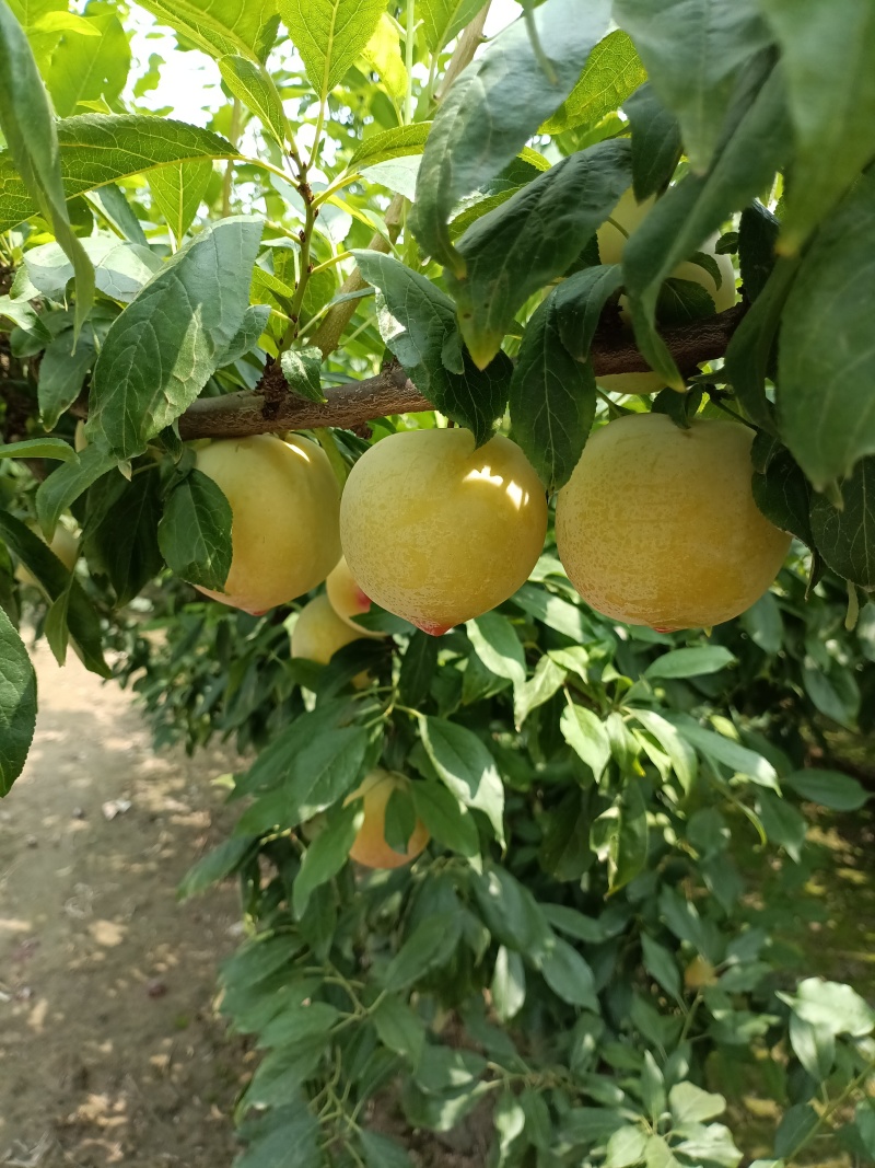 今秋红，大量现货