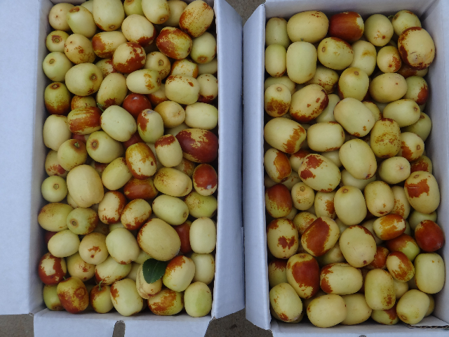 红枣与糯米混合蒸熟后的成品,色泽红亮,口感软糯 红枣与糯米蒸制成品图