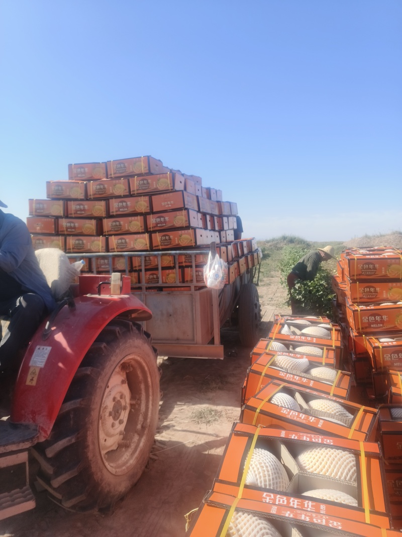 瓜州西湖金色年华哈密瓜脆果肉多耐运输精品二瓜