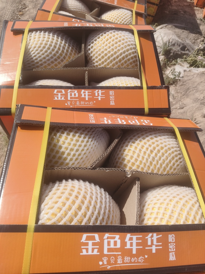瓜州西湖金色年华哈密瓜脆果肉多耐运输精品二瓜