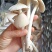 野生鸡枞菌伞把菇三塔菌