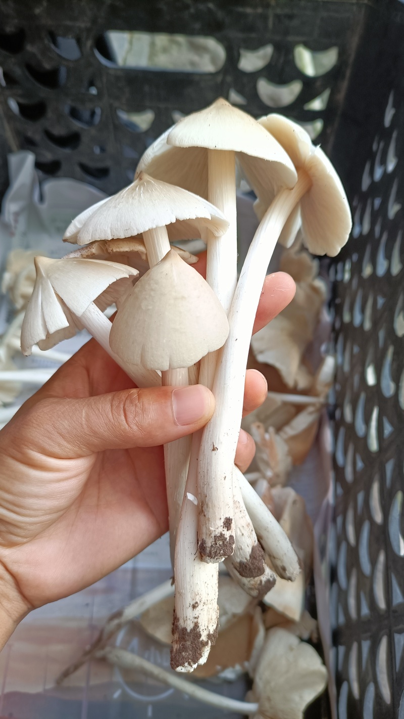 野生鸡枞菌伞把菇三塔菌