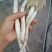 野生鸡枞菌伞把菇三塔菌
