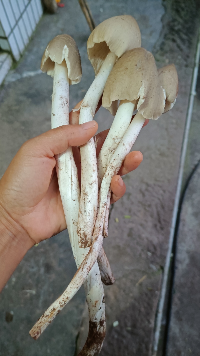 野生鸡枞菌伞把菇三塔菌