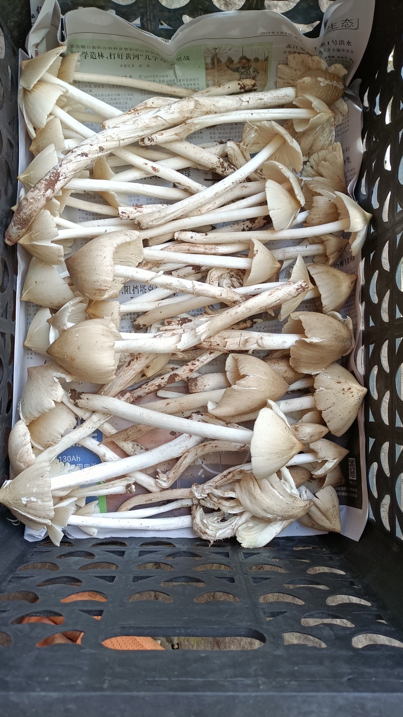 野生鸡枞菌伞把菇三塔菌