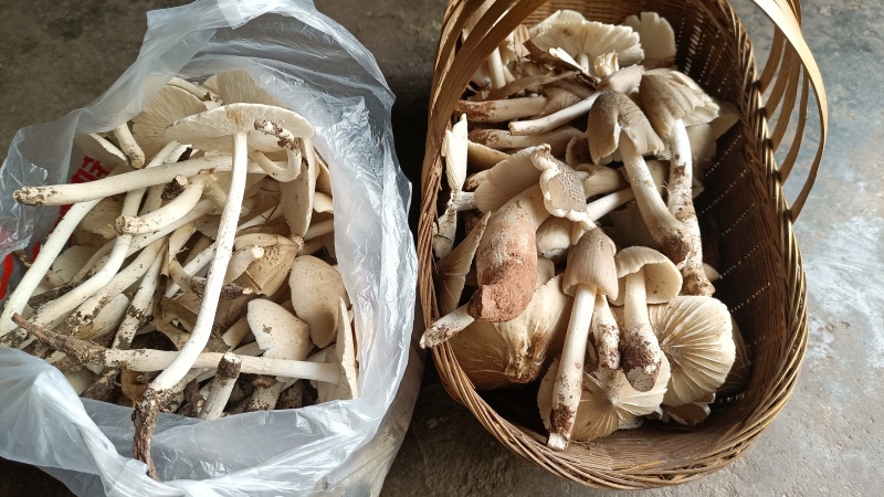 野生鸡枞菌伞把菇三塔菌