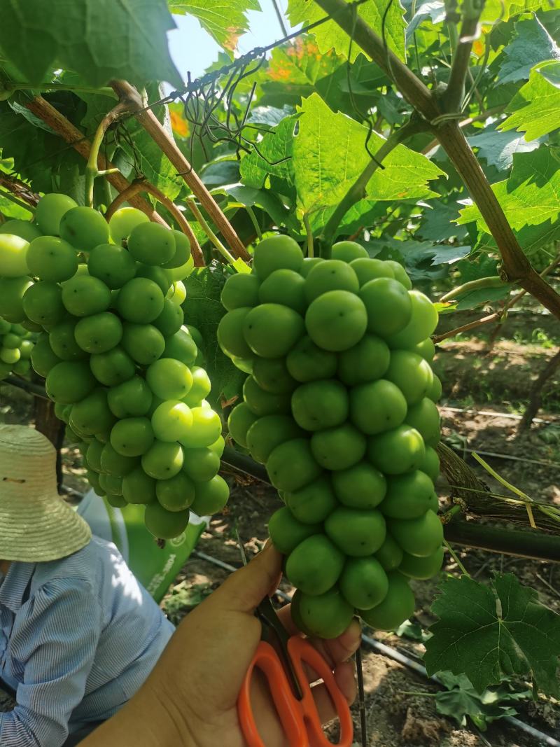 澧县阳光玫瑰