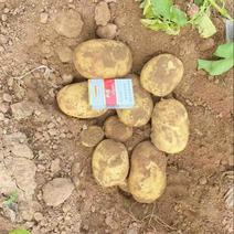 一亩田官方基地认证大量土豆上市