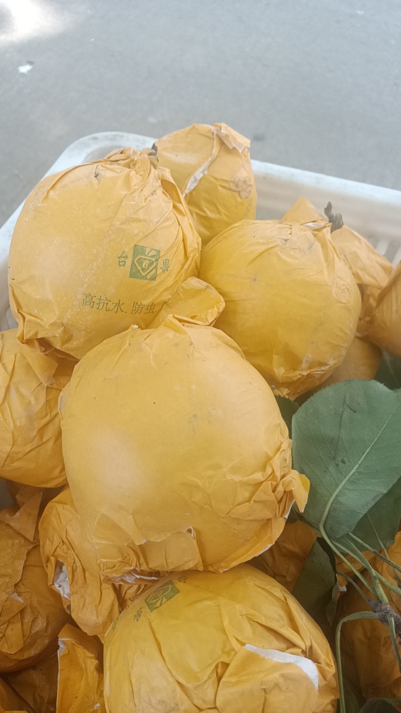 黄金梨