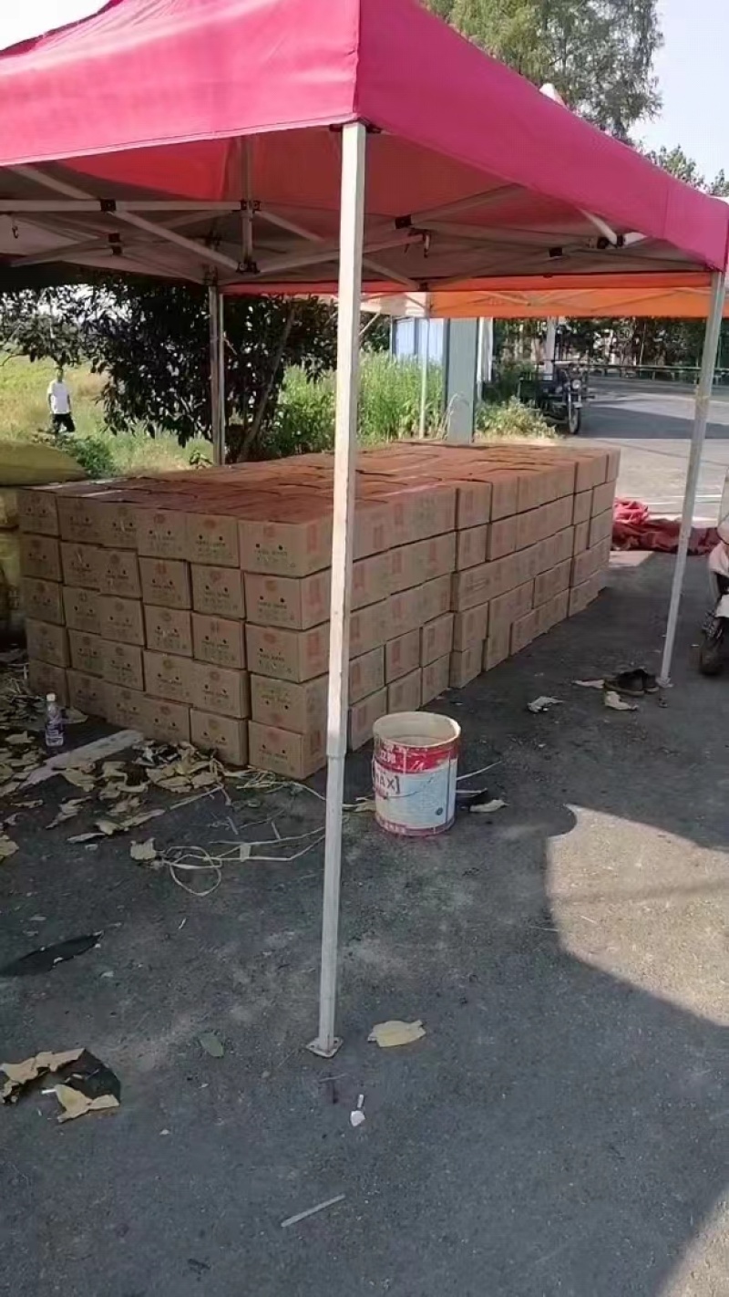 精品锦绣黄桃产地直发品质保证量大从优一手货源