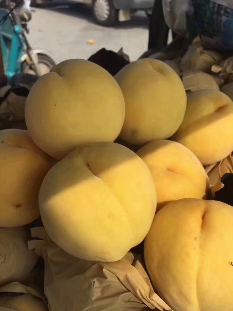 精品锦绣黄桃产地直发品质保证量大从优一手货源