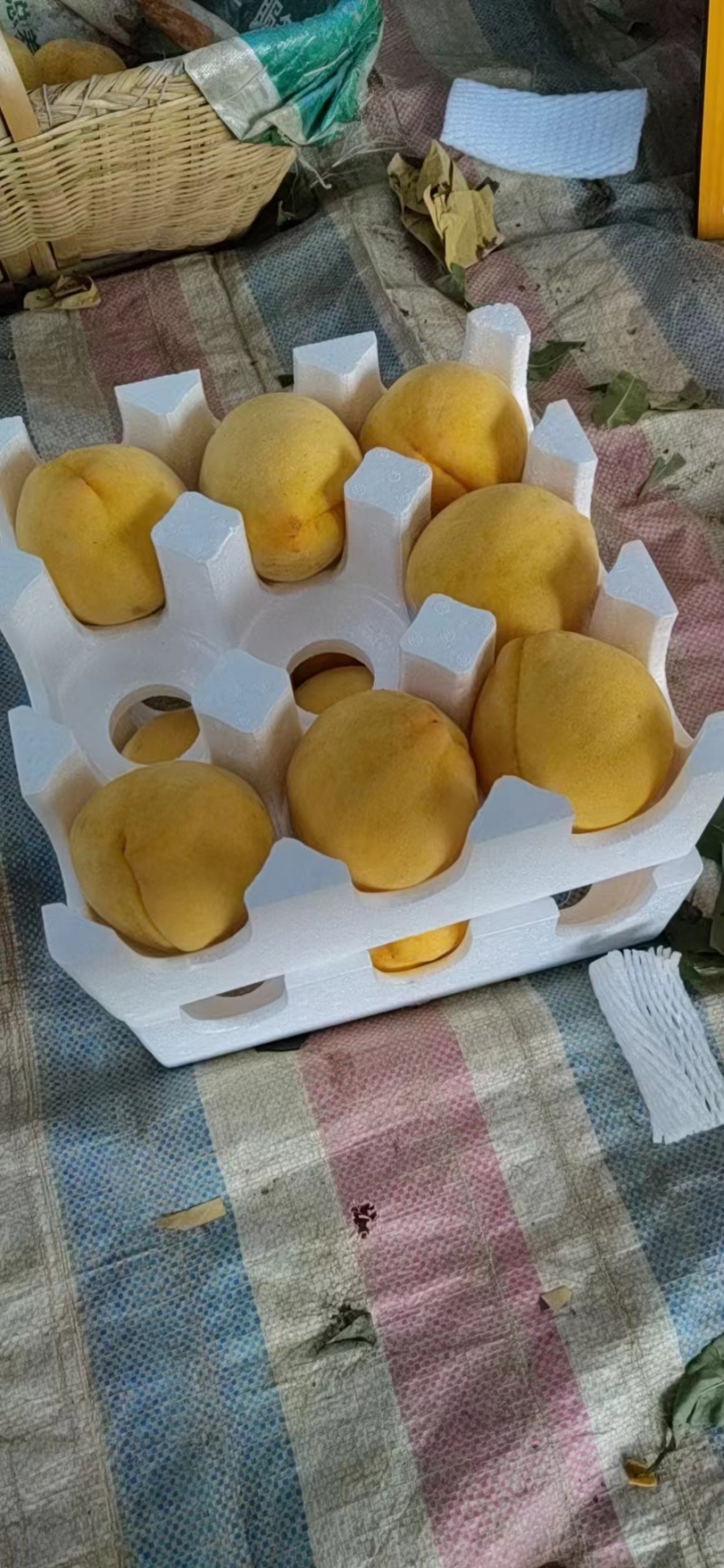 精品锦绣黄桃产地直发品质保证量大从优一手货源
