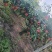丰水梨，翠玉，翠冠，华山。黄冠梨大量上市.