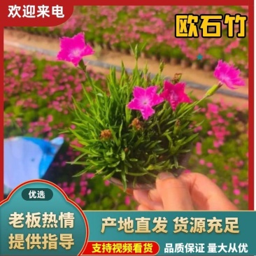 【推荐】欧石竹现挖现发价格优惠欢迎来电成活率高