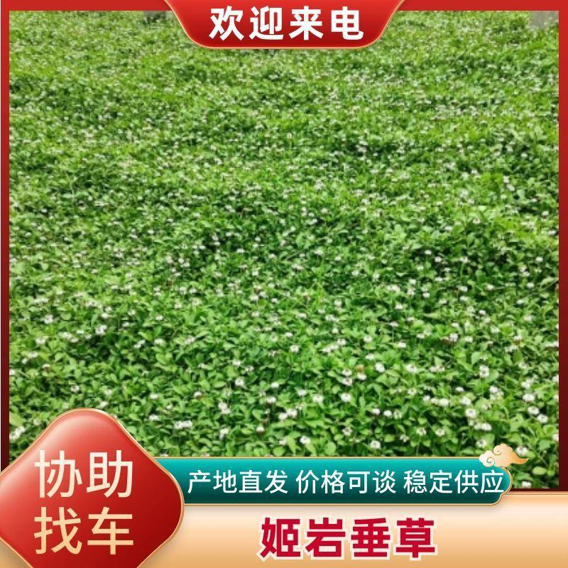 姬岩垂草量大价优支持视频看货欢迎来电品质保证来电