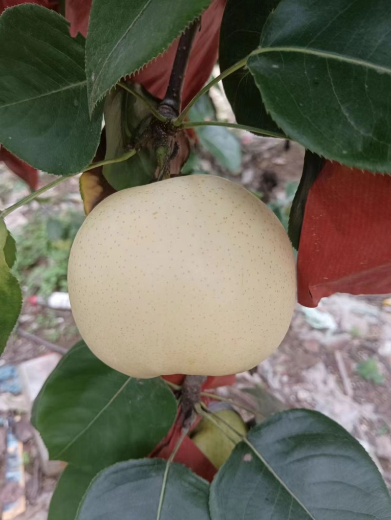 黄金梨，圆黄