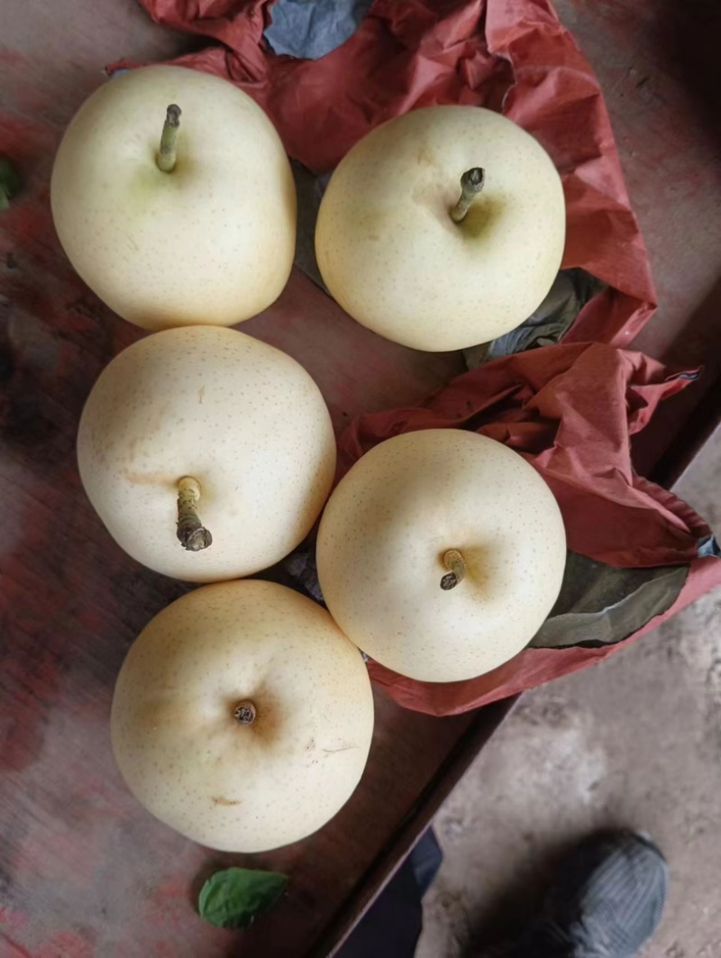 黄金梨，圆黄