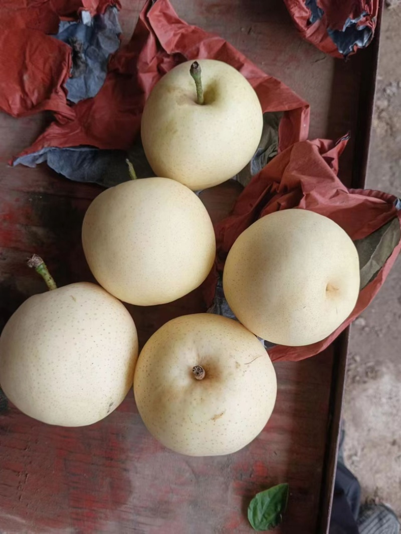 黄金梨，圆黄