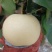 白黄金