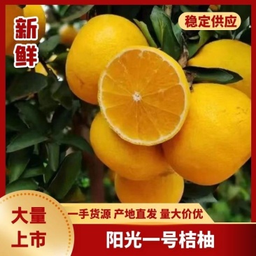 阳光一号桔柚基地直发对接全国批发商电商一件代发商超