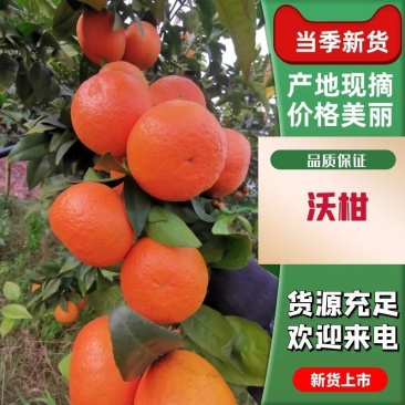 四川沃柑无籽沃柑大量出售对接全国批发商电商团购