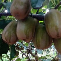 泰山一号，碧玉猕猴桃，绿心猕猴桃大量上市