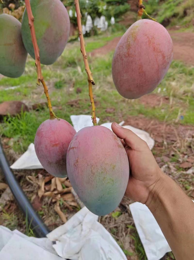 2025年凯特芒果品质保证量大从优欢迎进店选购