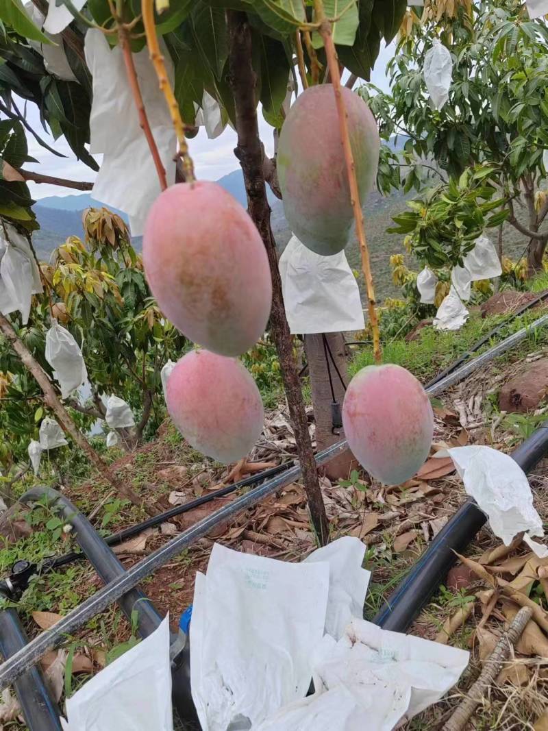 2025年凯特芒果品质保证量大从优欢迎进店选购