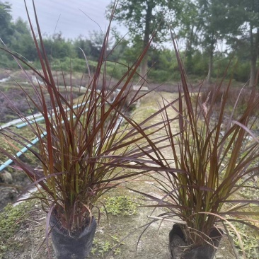 紫叶狼尾草、16杯紫叶狼尾草批发、2加仑盆紫叶狼尾草