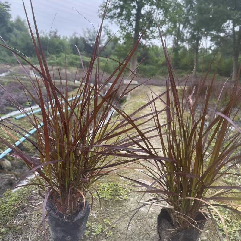紫叶狼尾草、16杯紫叶狼尾草批发、2加仑盆紫叶狼尾草
