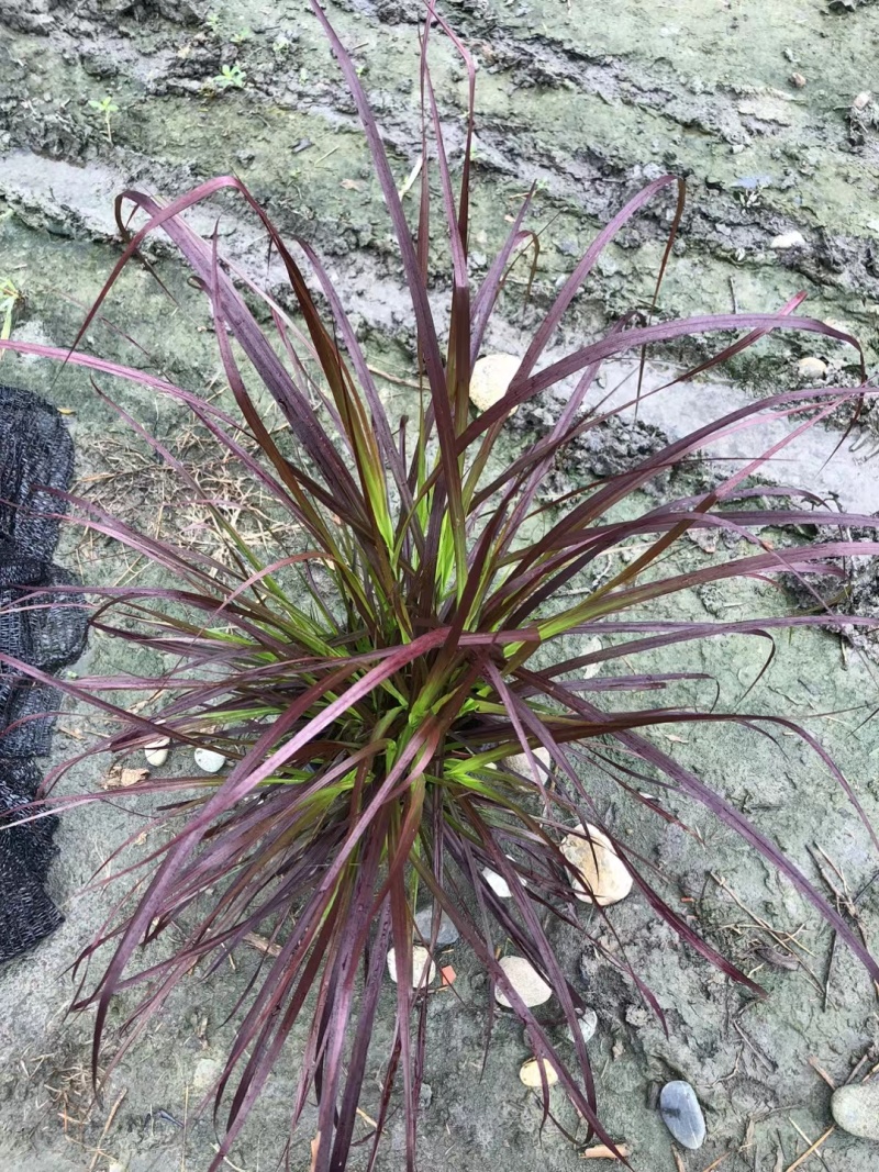 紫叶狼尾草、16杯紫叶狼尾草批发、2加仑盆紫叶狼尾草