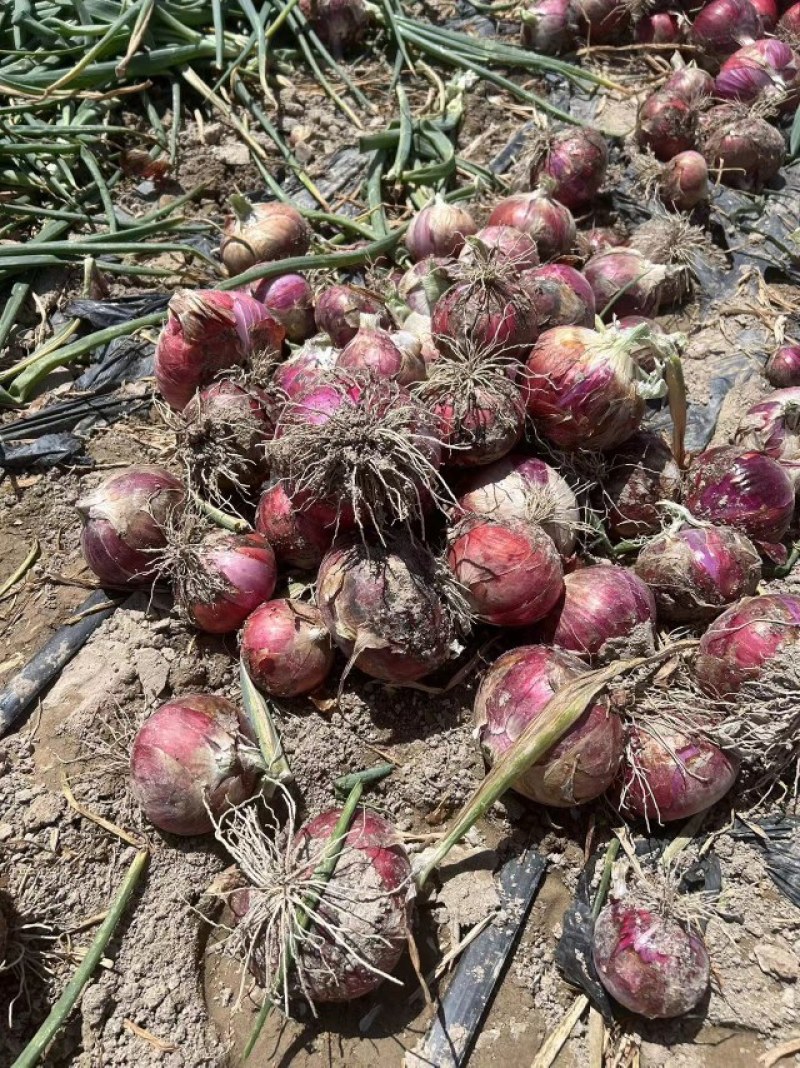 【精品】甘肃肃州紫皮洋葱，皮毛漂亮现挖现发，自家基地大量