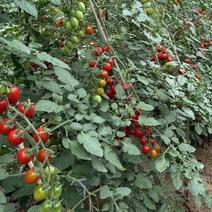 内蒙古赤峰圣女果-千禧圣女果小柿子大量供货对接全国市场档口