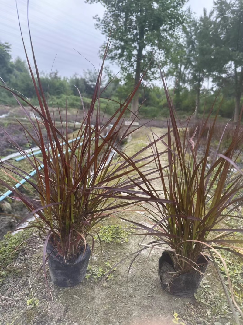 紫叶狼尾草、16杯紫叶狼尾草批发、2加仑盆紫叶狼尾草