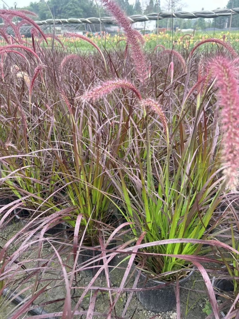 紫叶狼尾草、16杯紫叶狼尾草批发、2加仑盆紫叶狼尾草