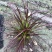 紫叶狼尾草、16杯紫叶狼尾草批发、2加仑盆紫叶狼尾草