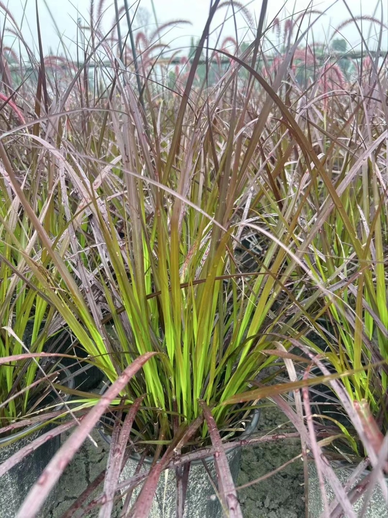 紫叶狼尾草、16杯紫叶狼尾草批发、2加仑盆紫叶狼尾草