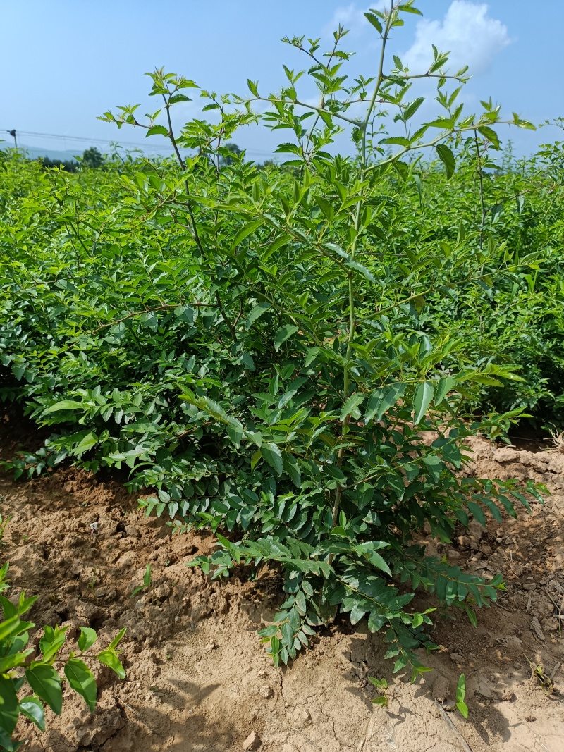 高产药用3号酸枣苗