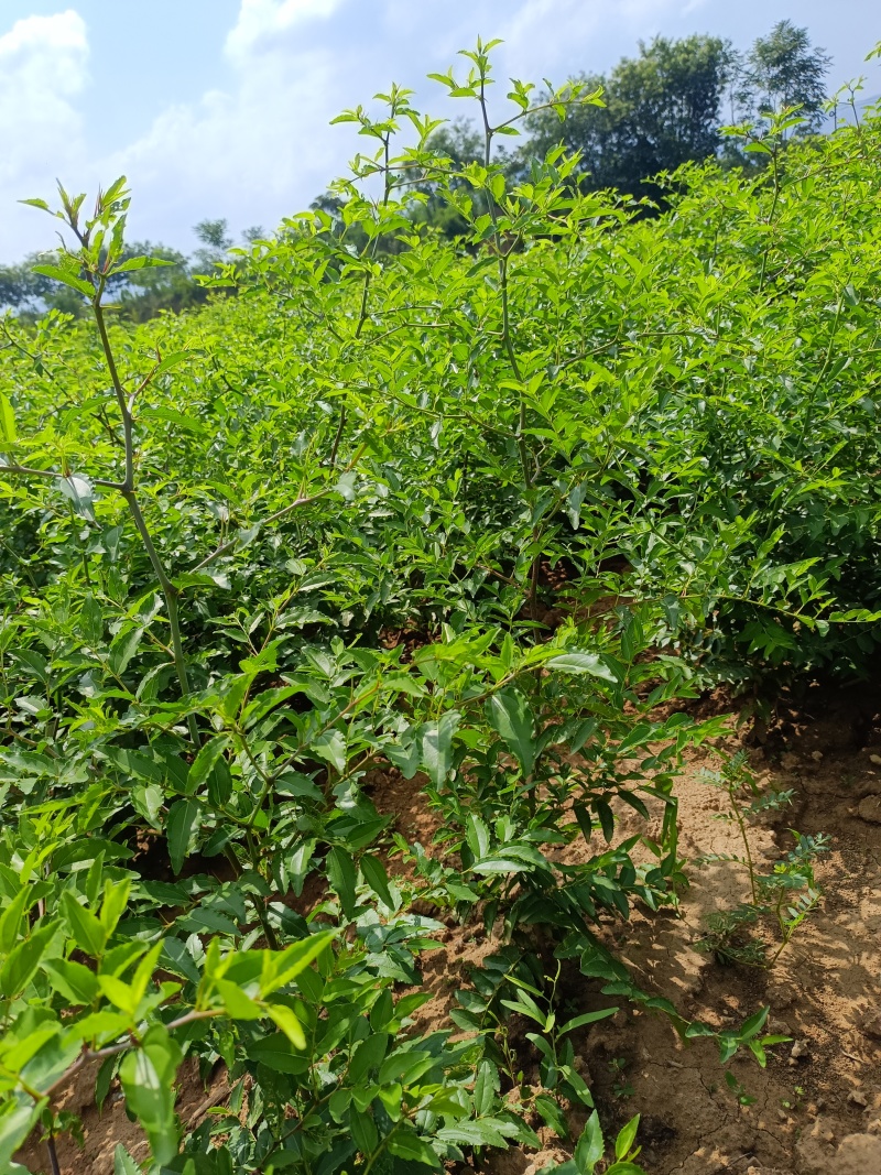 高产药用3号酸枣苗