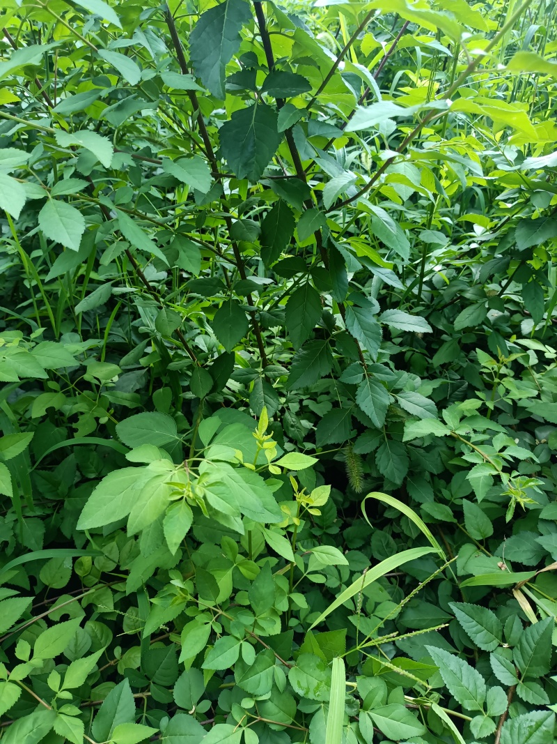 药用5号连翘苗